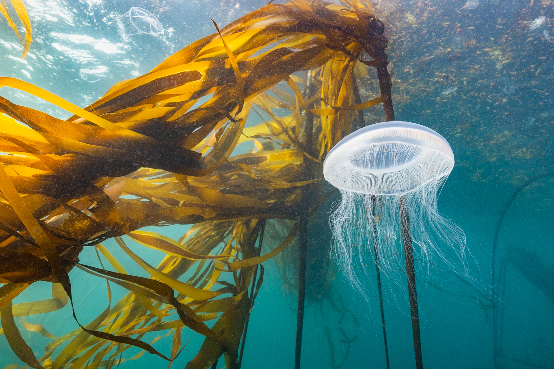 Many-ribbed jelly (Aequorea forskalea)  |  God's Pocket, BC, Canada  |  2023