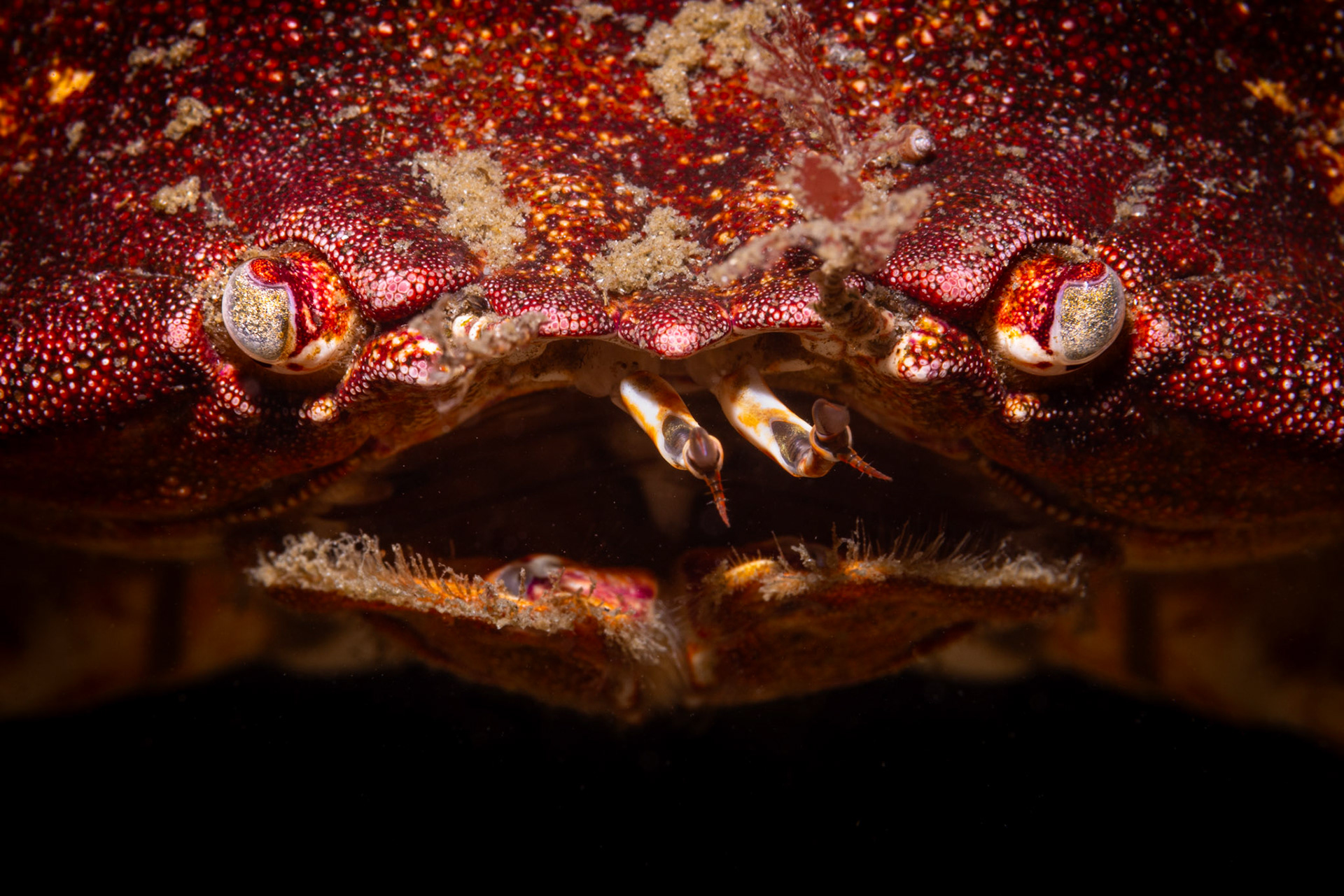 Red rock crab (Cancer productus)  |  Edmonds, WA, United States  |  2022
