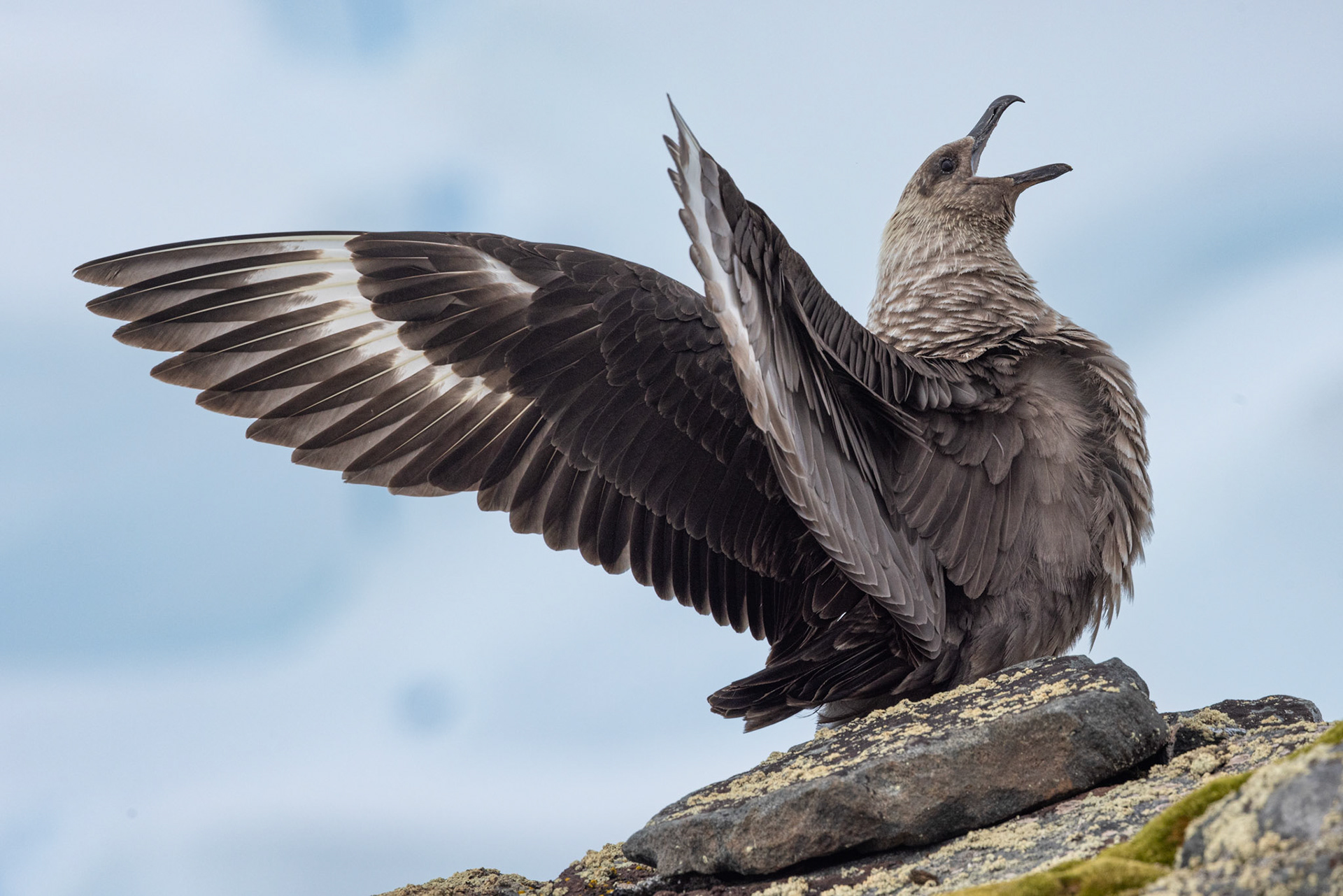 Brown Skua (Stercorarius antarcticus)  |  Antarctica  |  2024