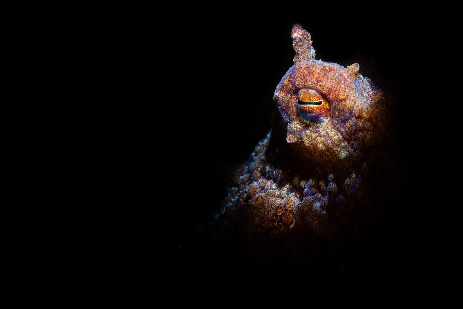 Red octopus (Octopus rubescens)  |  Redondo Beach, WA, United States  |  2023