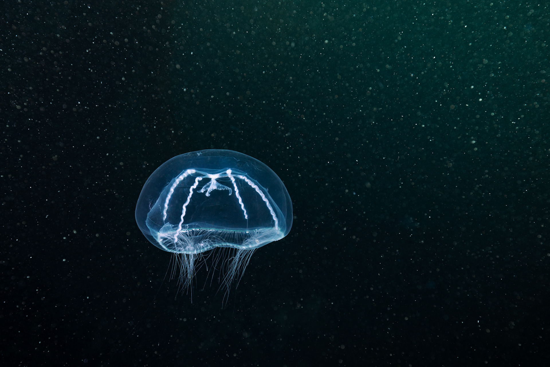 Cross jellyfish (Mitrocoma cellularia)  |  God's Pocket, BC, Canada  |  2023