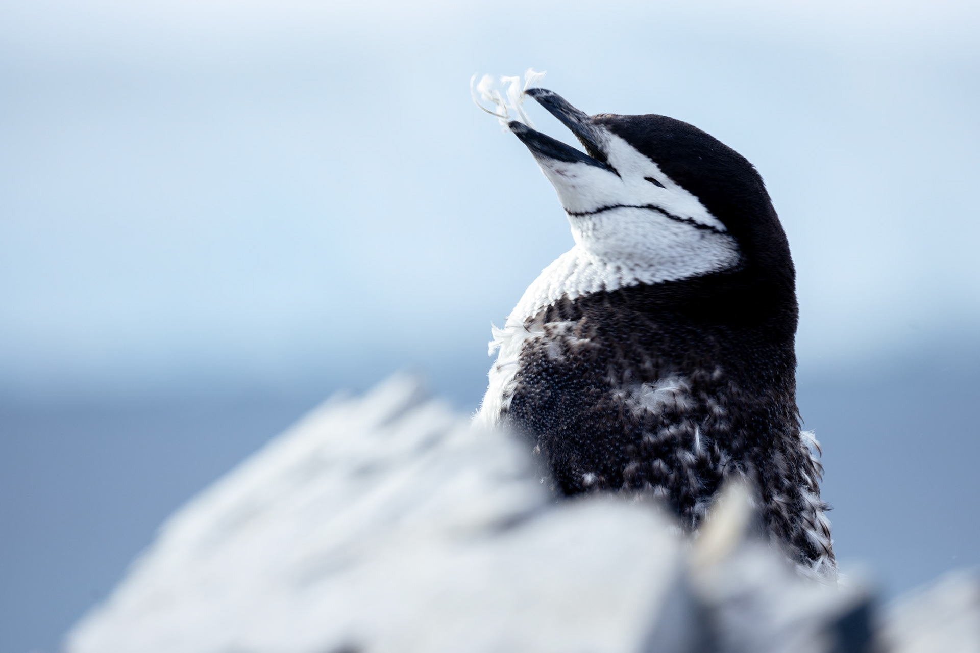 Chinstrap penguin (Pygoscelis antarcticus)  |  Antarctica  |  2024