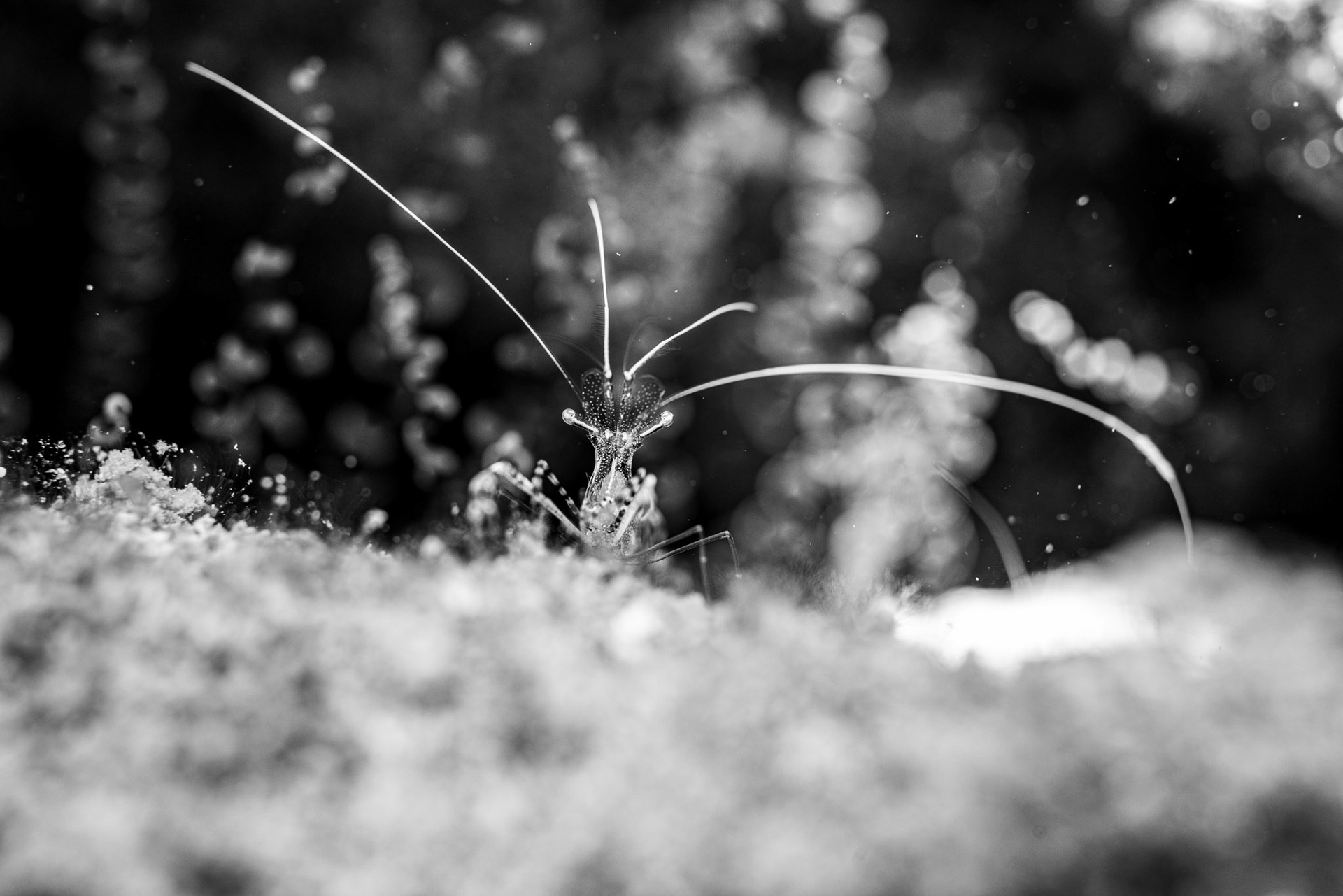 Pederson cleaner shrimp (Ancylomenes pedersoni)  |  Little Cayman, Cayman Islands  |  2024