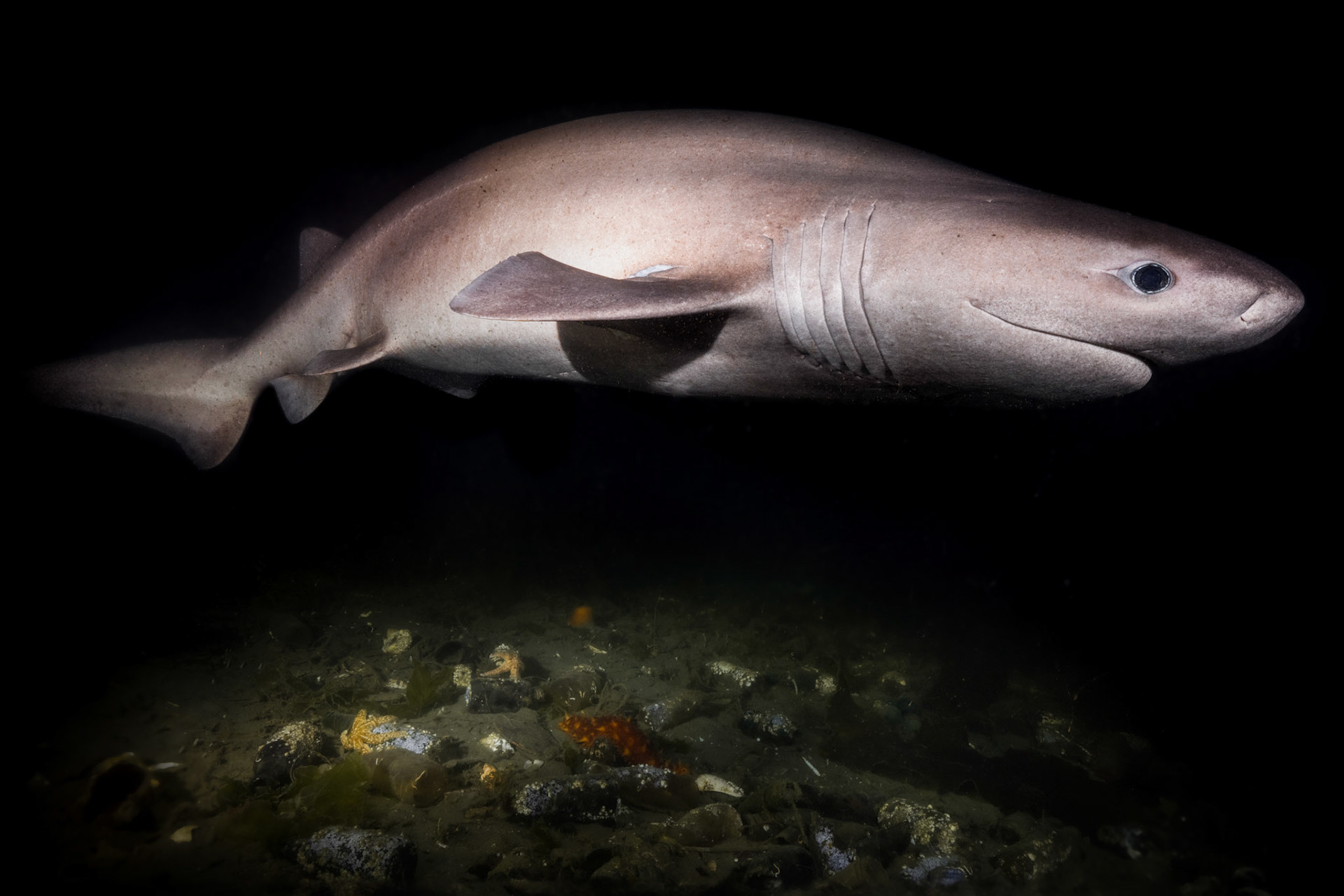 Bluntnose sixgill shark (Hexanchus griseus)  |  Redondo Beach, WA, United States  |  2023