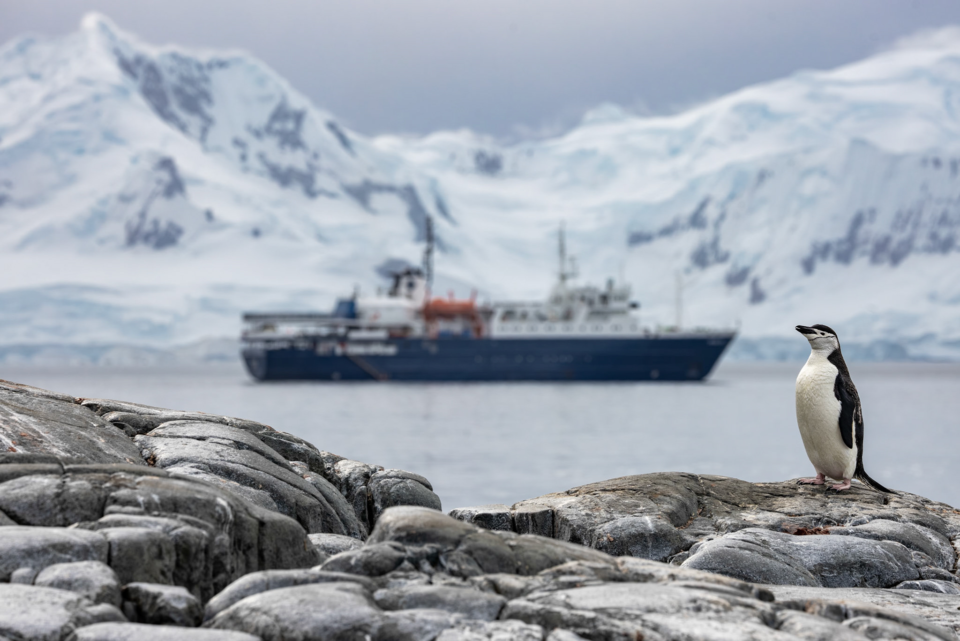 Chinstrap penguin (Pygoscelis antarcticus)  |  Antarctica  |  2024