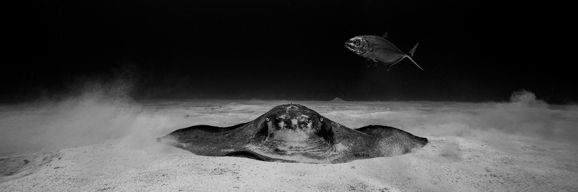 Southern stingray (Hypanus americanus)  |  Little Cayman, Cayman Islands  |  2024