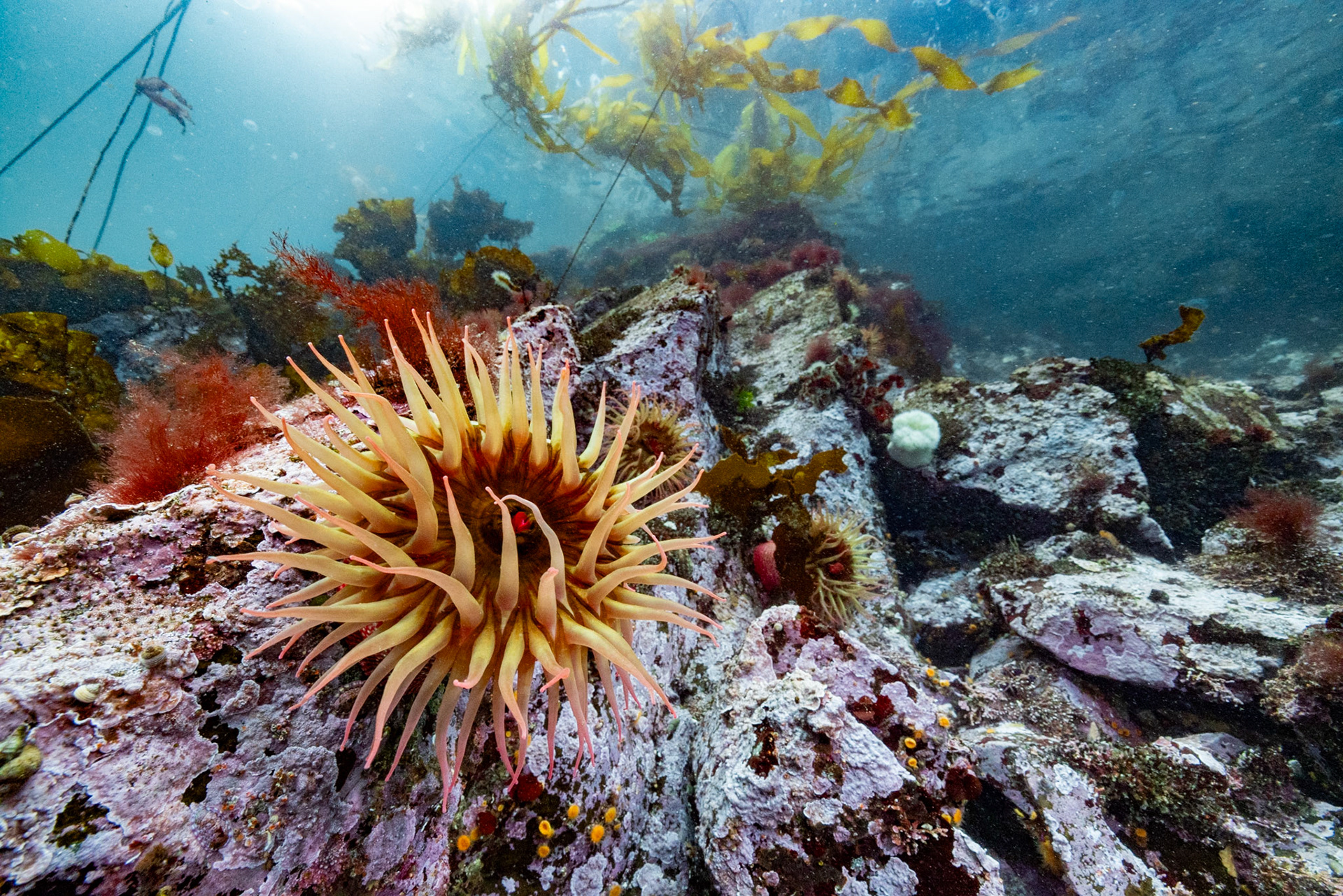 Rose anemone (Urticina piscivora)  |  God's Pocket, BC, Canada  |  2023