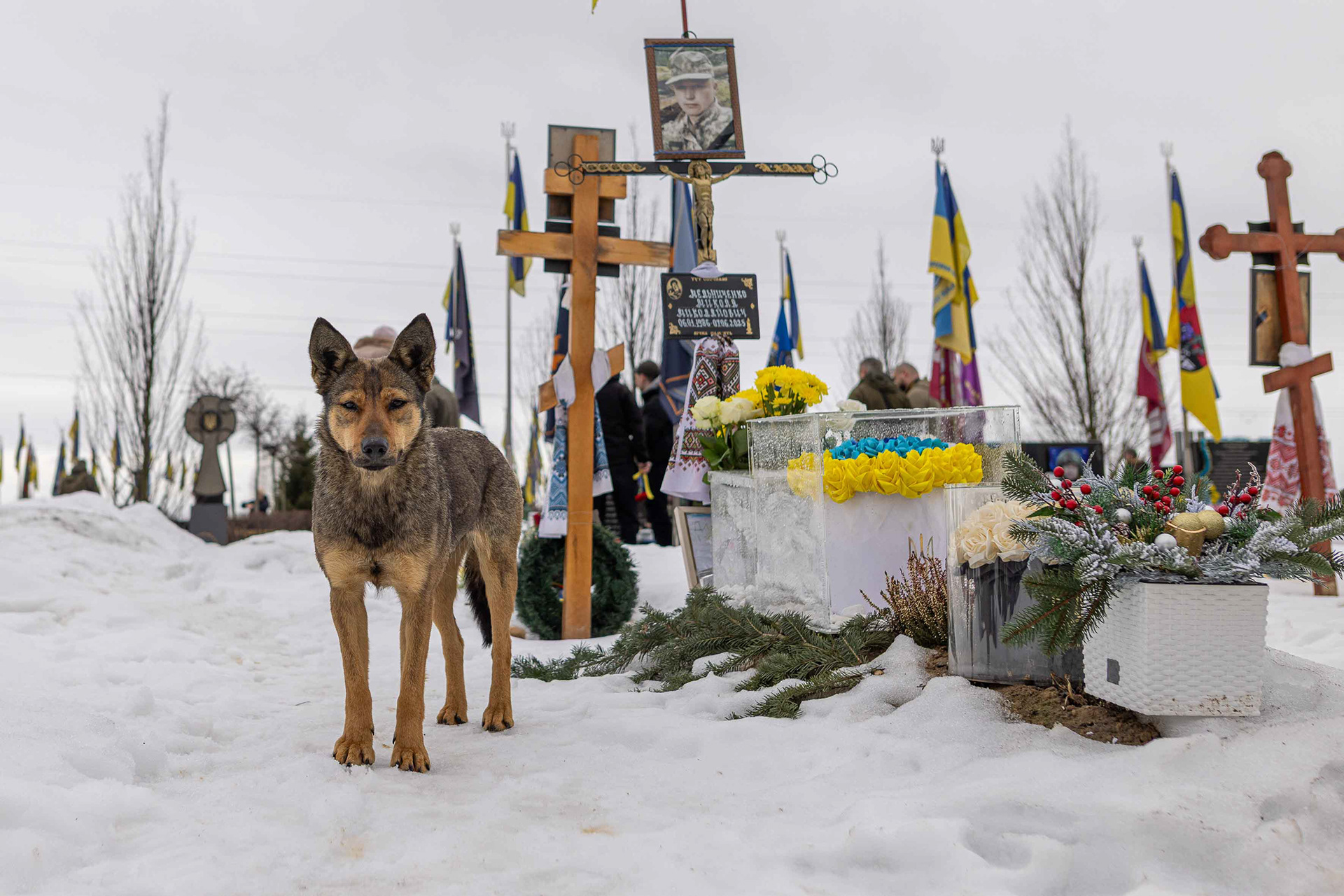A dog at the grave of a soldier. © Marek Ladzinski / Zuma Press