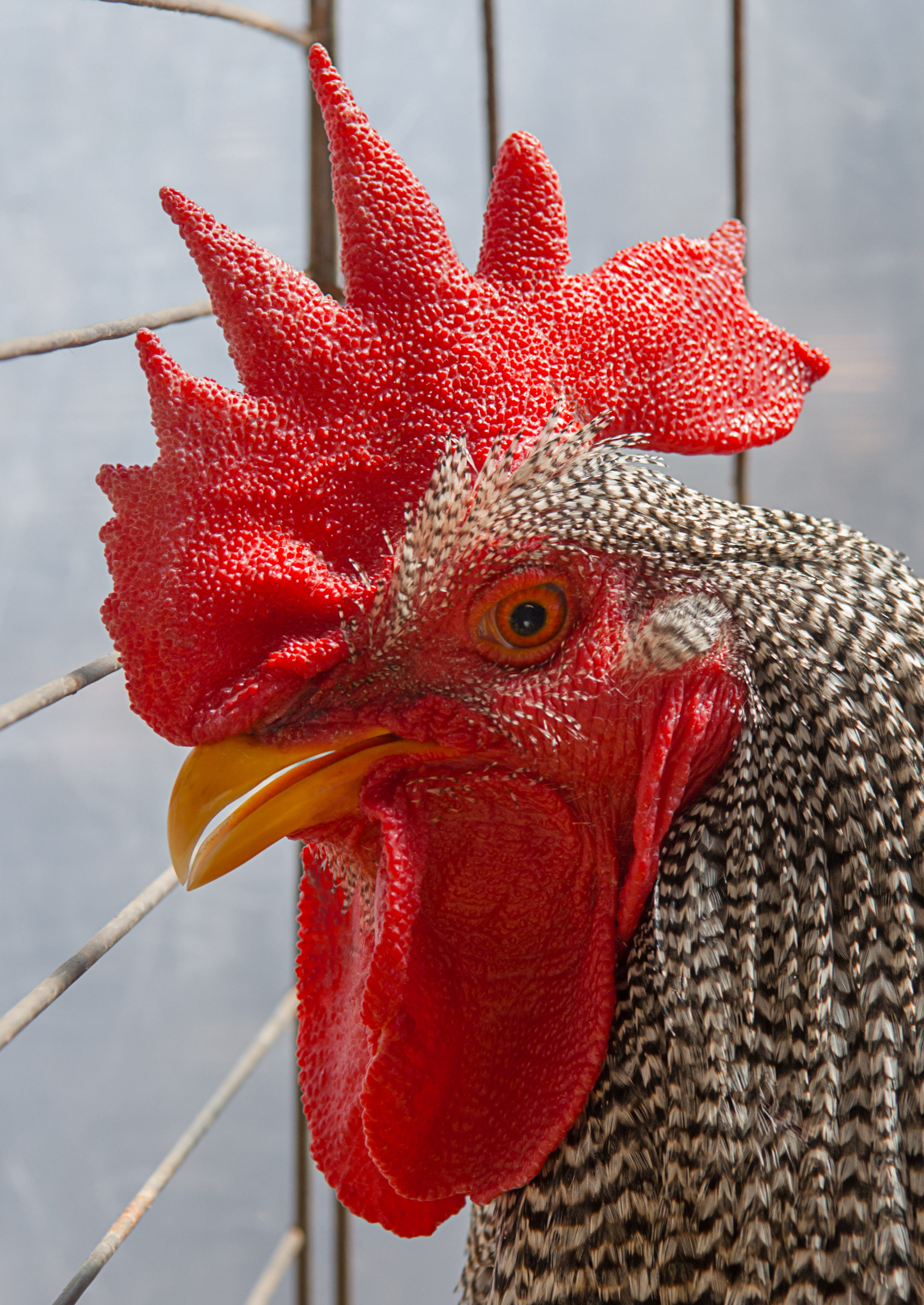 Caged Rooster. Mercedes, Argentina.
