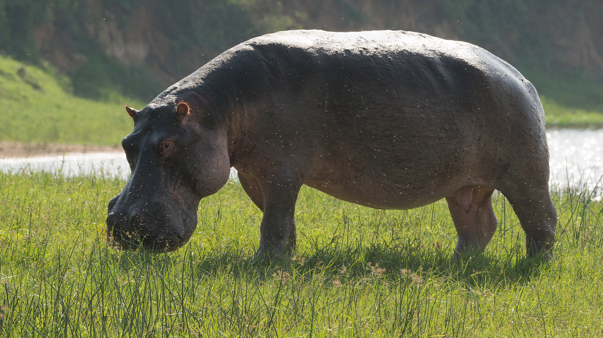 Grazing Hippopotamus