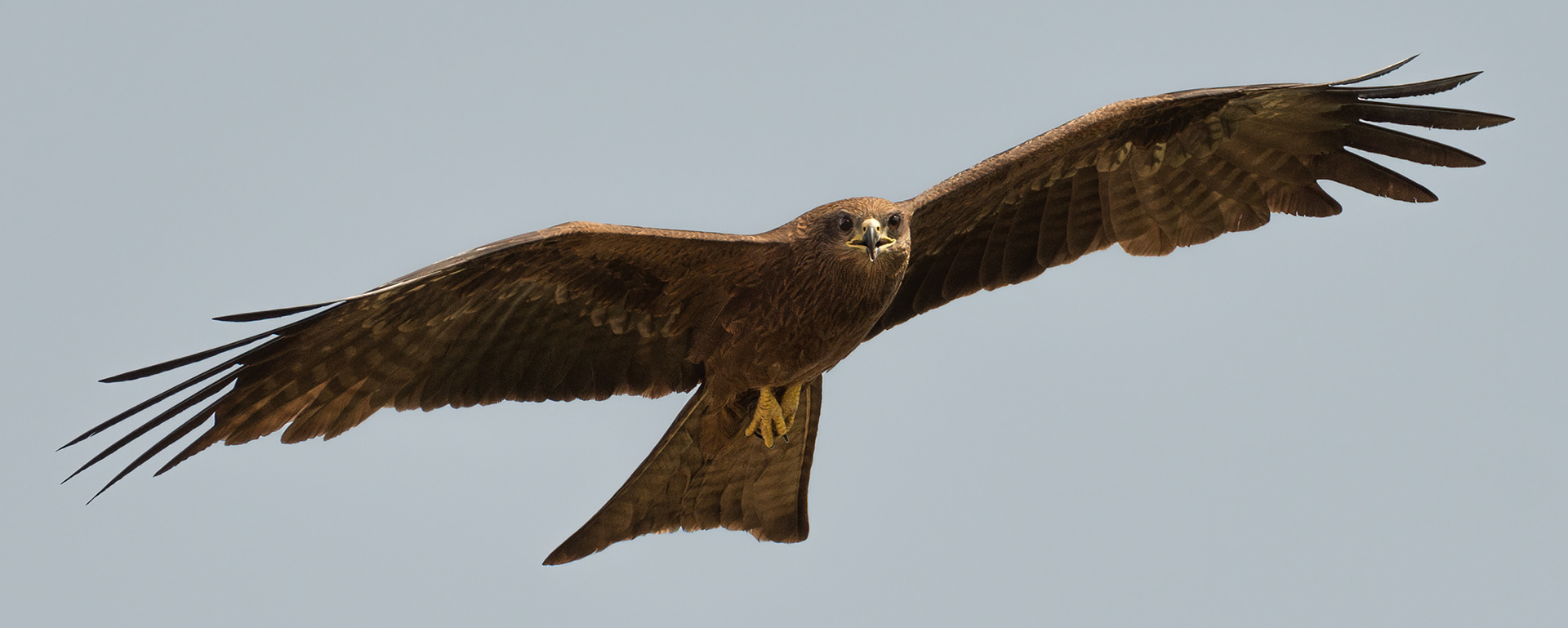 Black Kite
