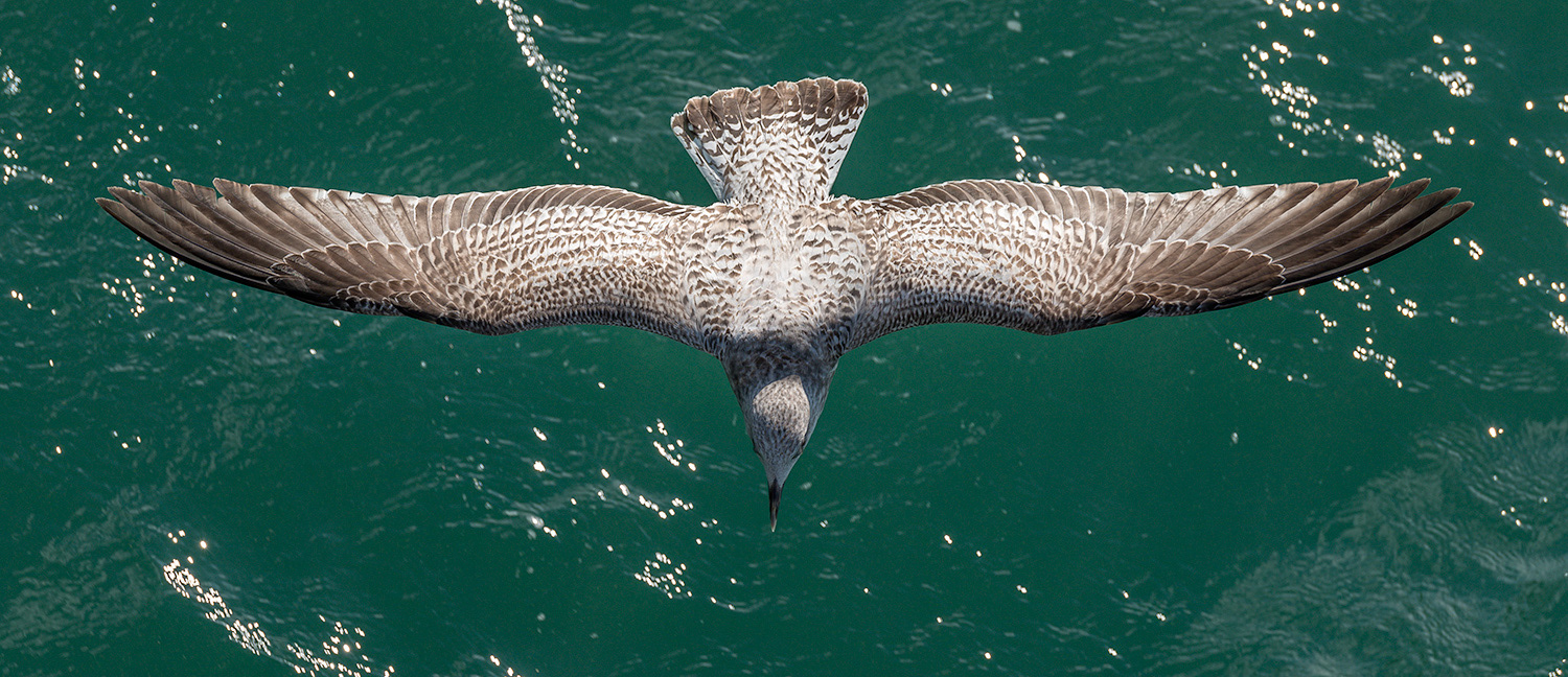 Juvenile European Herring Gull
