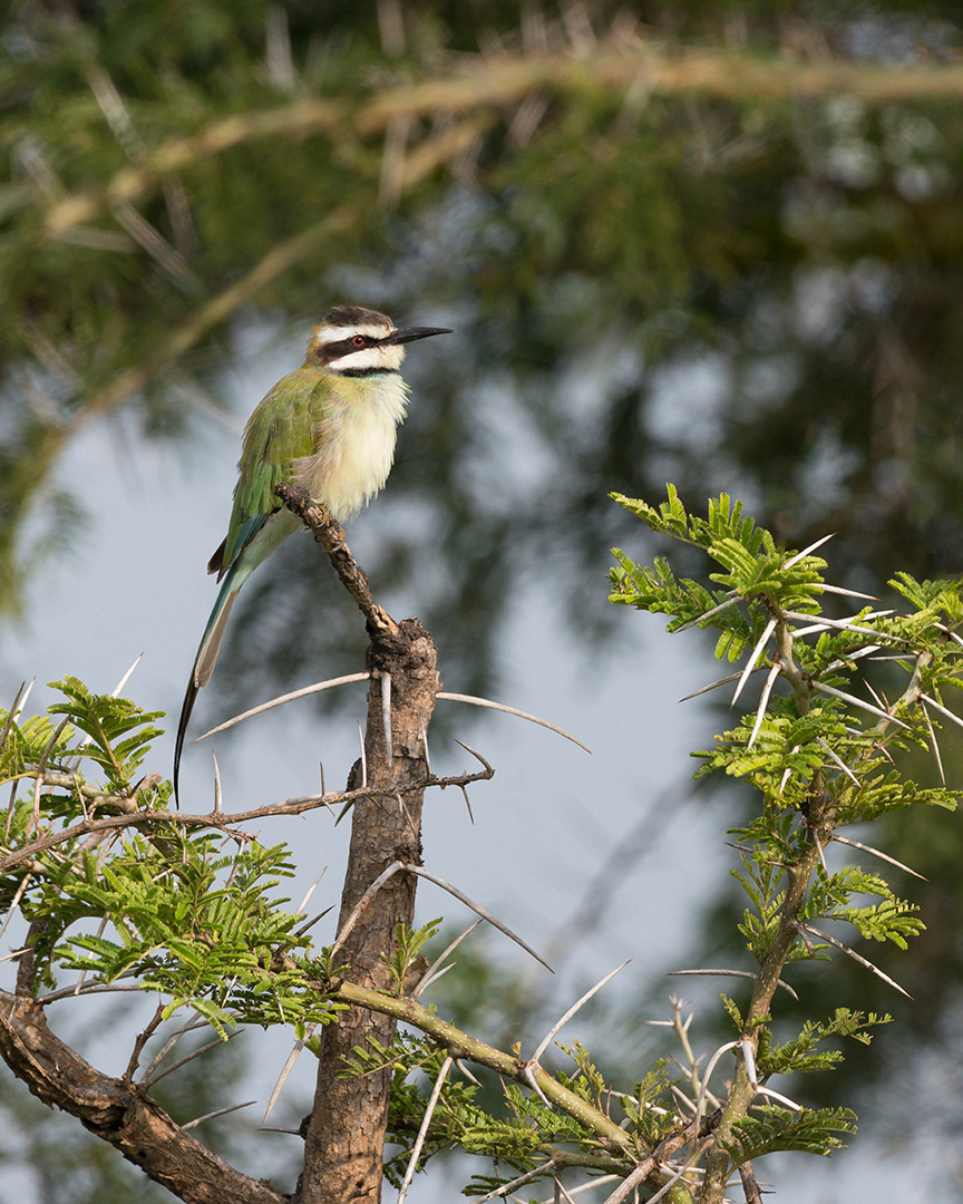 White-Throated Bee-Eater