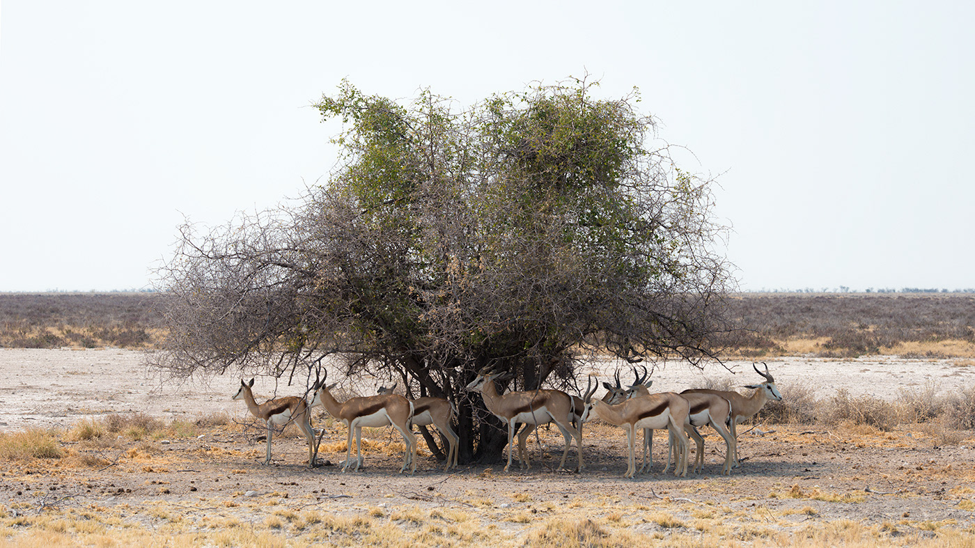 Springboks hiding from the sun