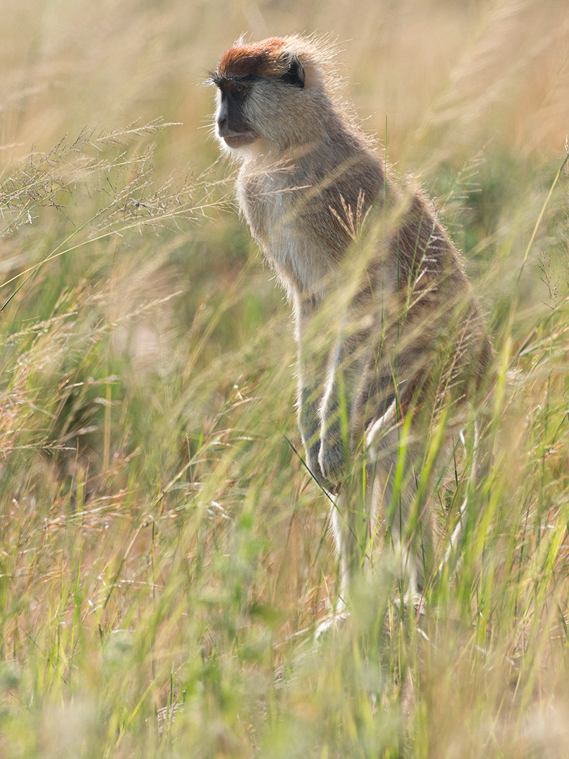 Patas Monkey