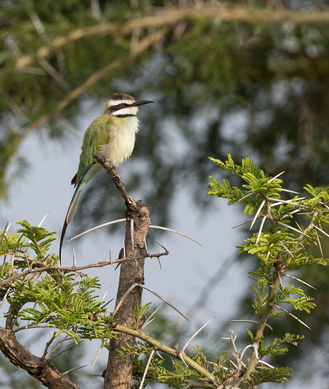 White-throated bee-eater