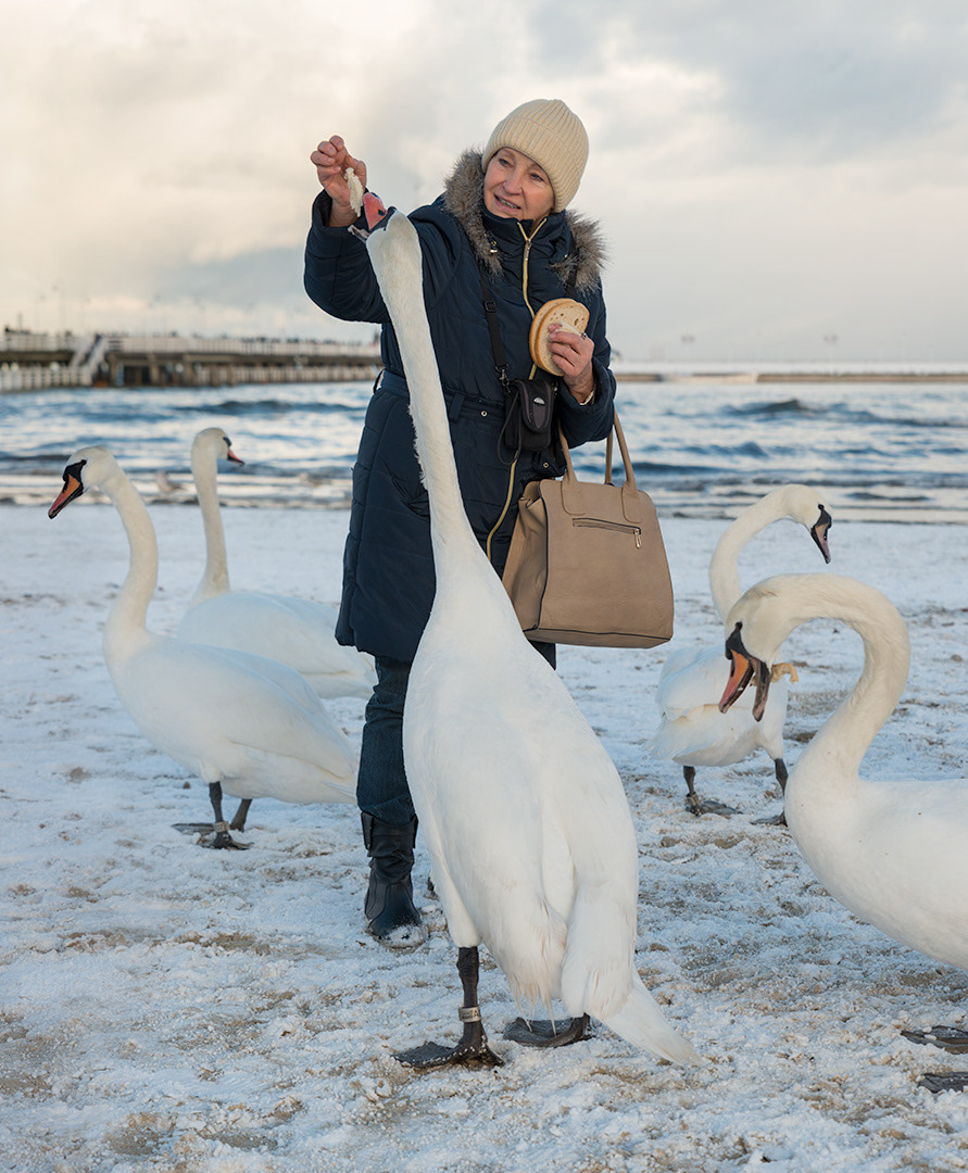 Feeding Swans. Sopot.