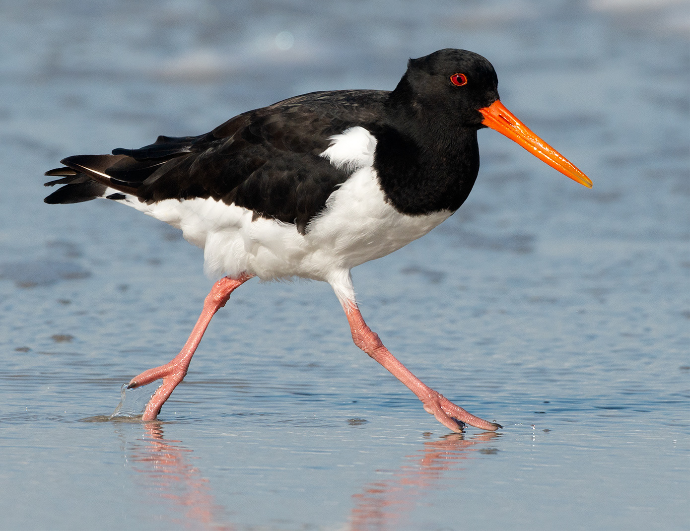 Eurasian Oystercatcher
