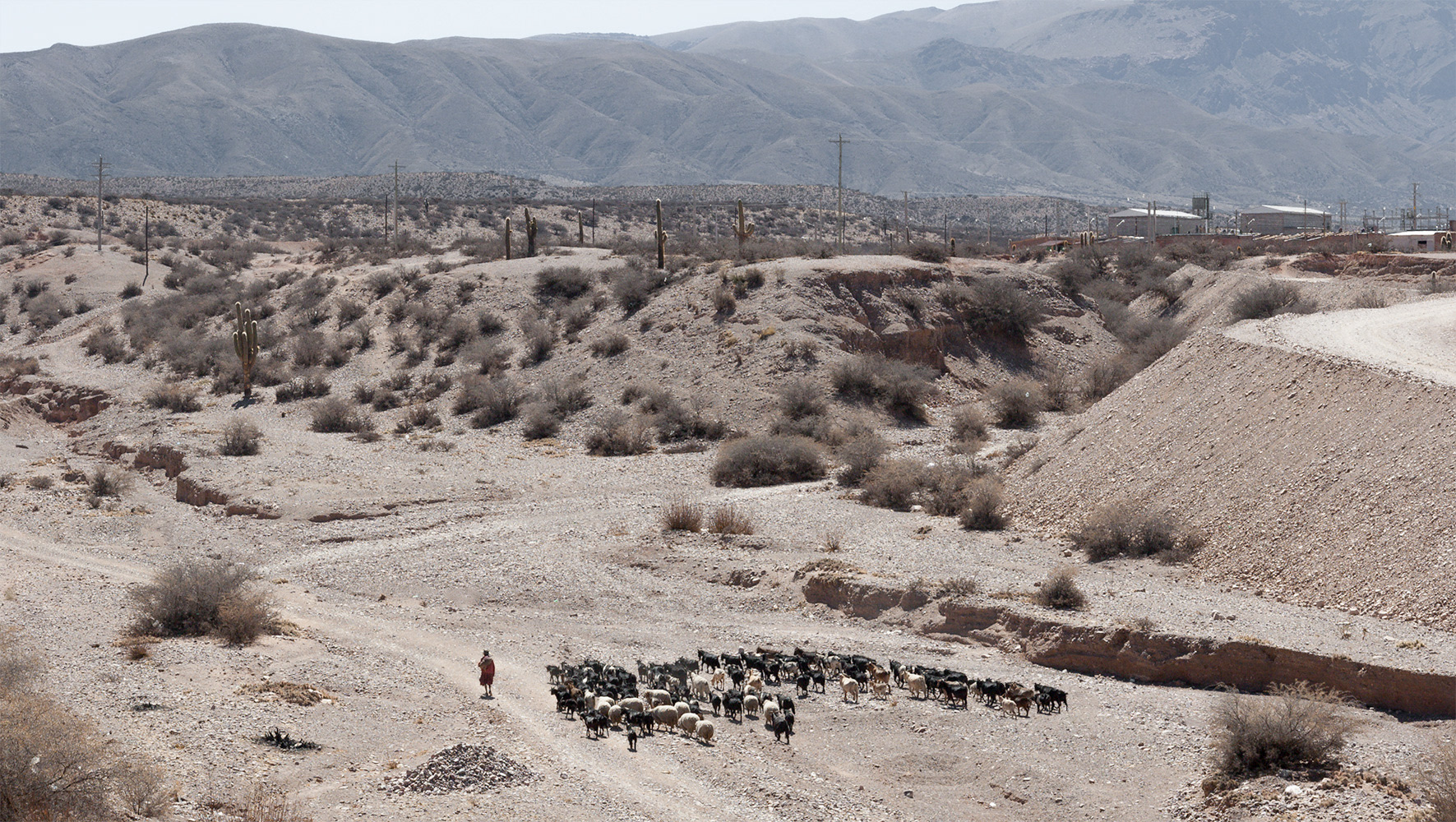 Sherperdess and Drove. Humahuaca, Argentina.