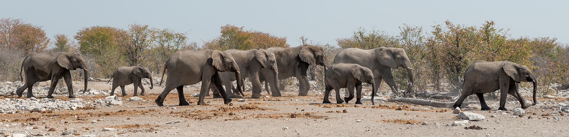 Herd of Elephants