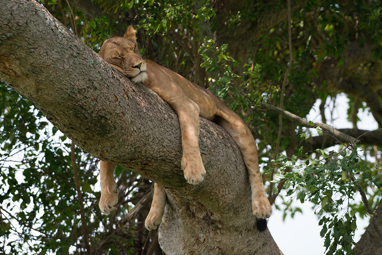 Dozing Lioness