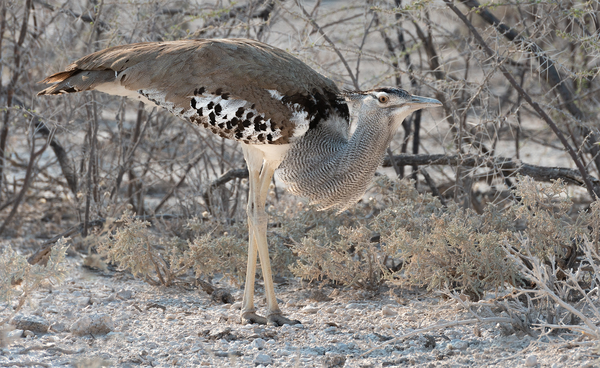 Kori bustard