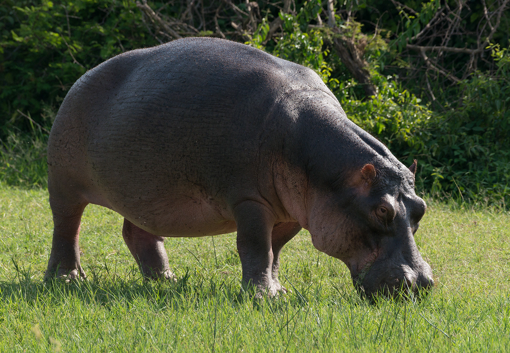 Grazing Hippopotamus