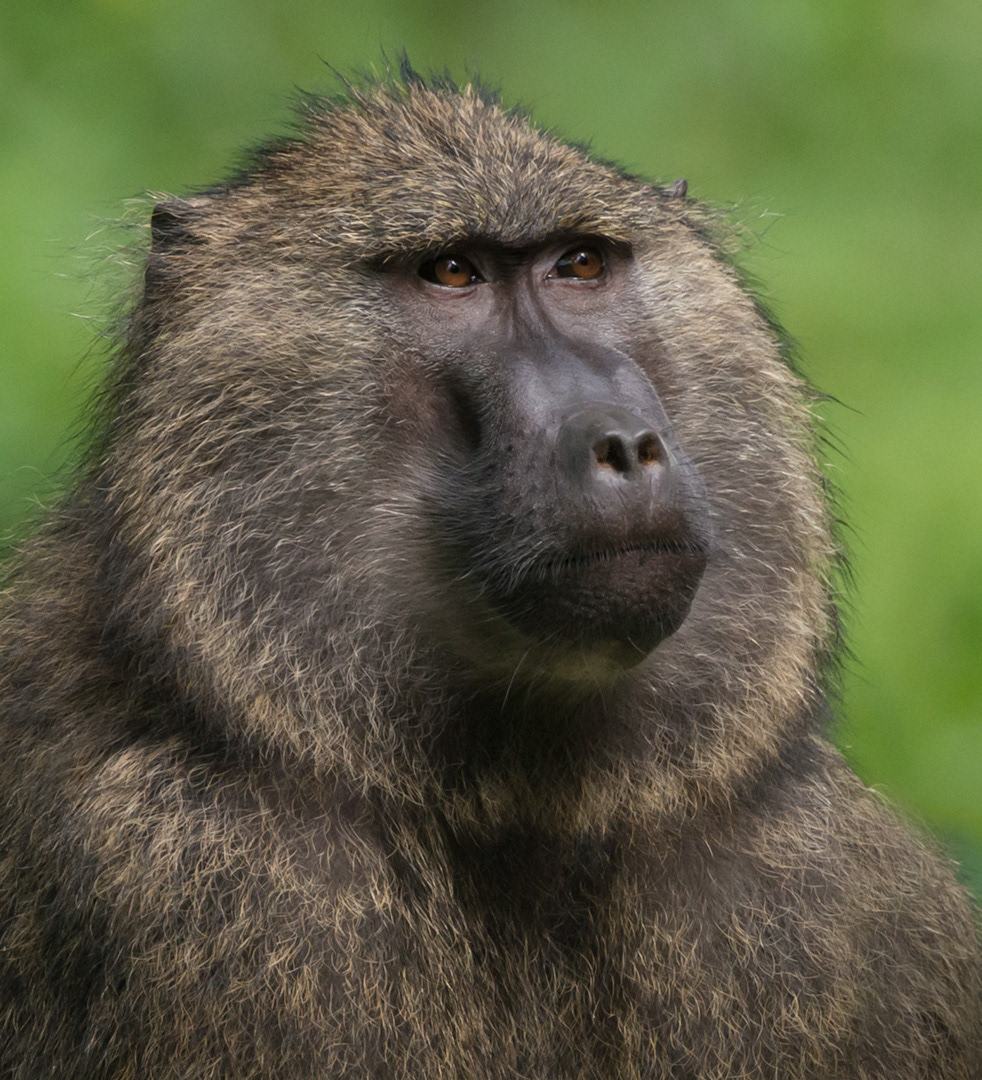 Olive Baboon