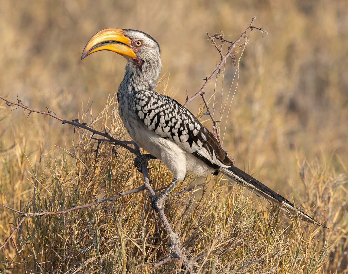Southern Yellow-Billed Hornbill