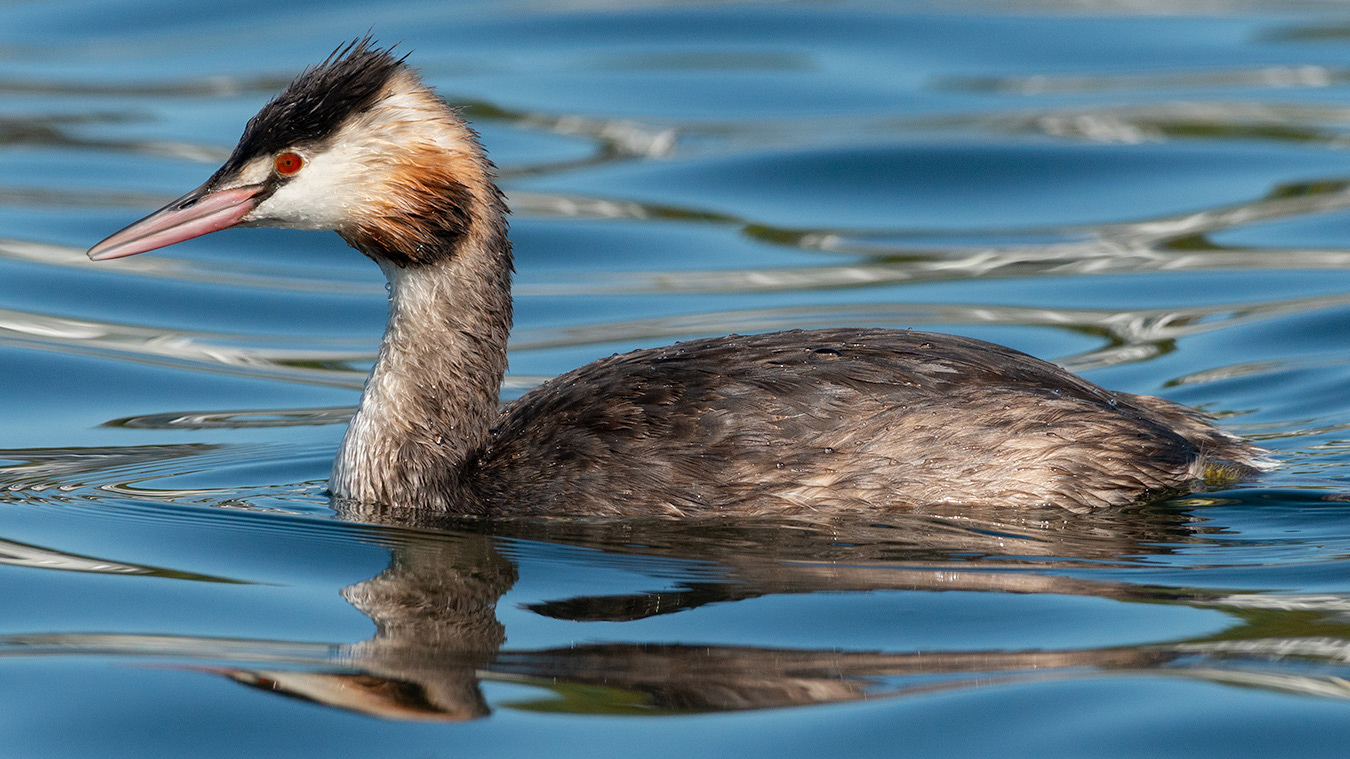 Great Crested Grebe
