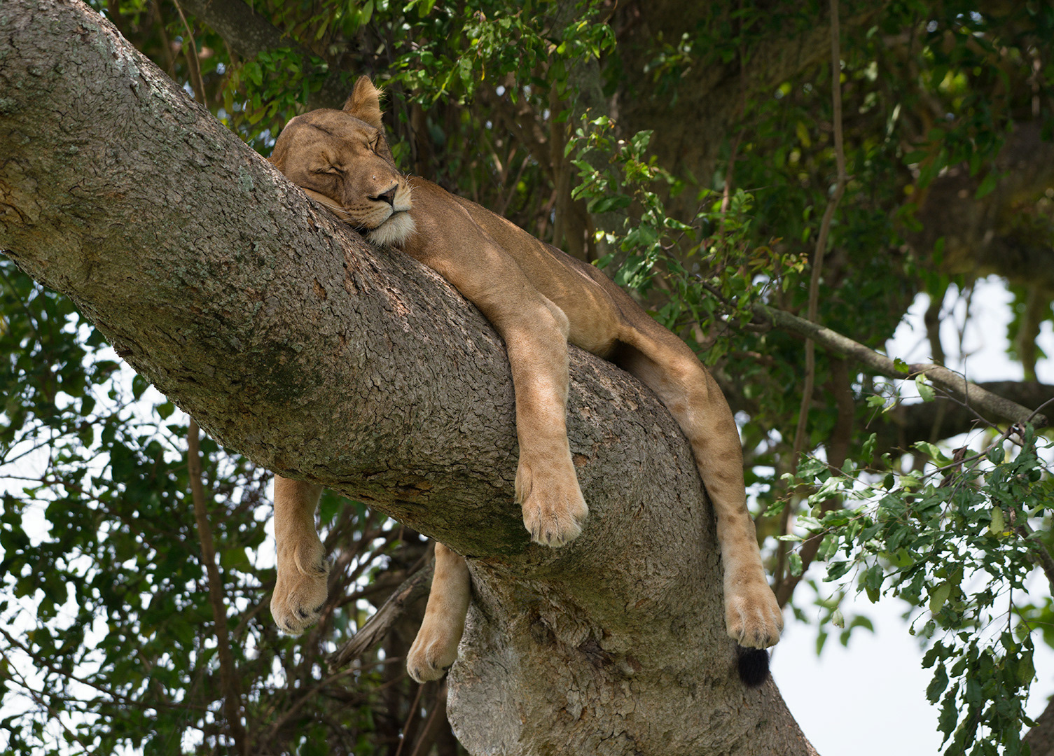 Sleeping Lioness