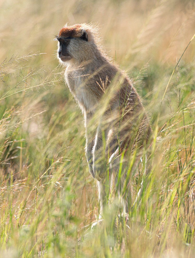 Patas Monkey