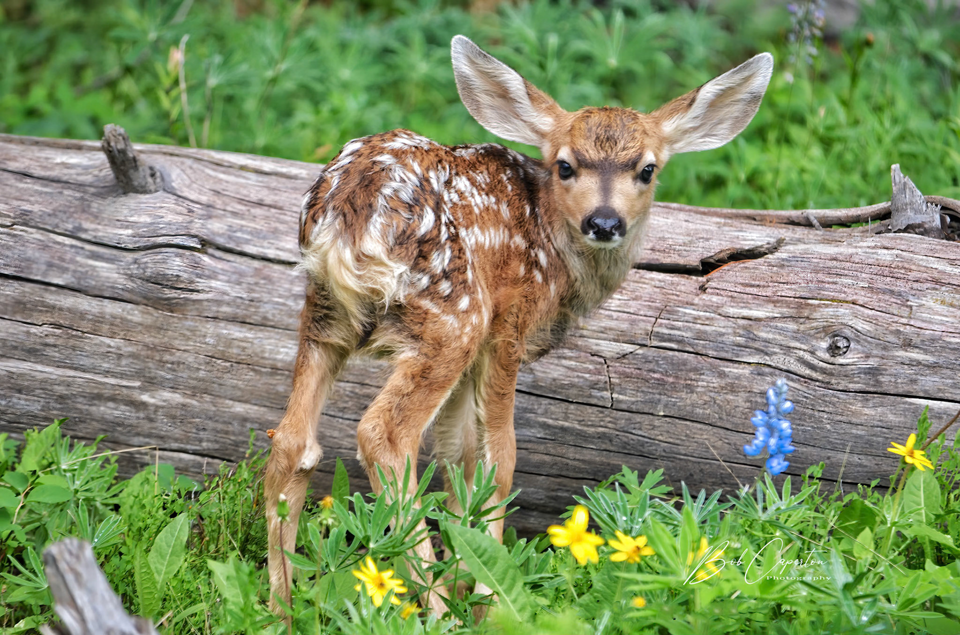 The Ears Have It - Big Horns NF