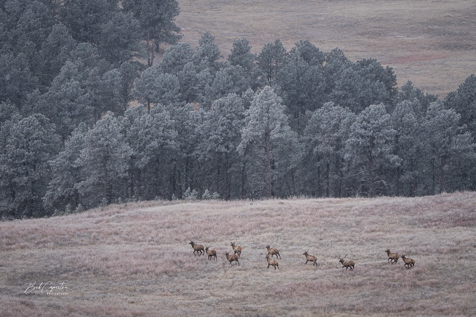 That's a Lot of Bull! - Wind Cave NP