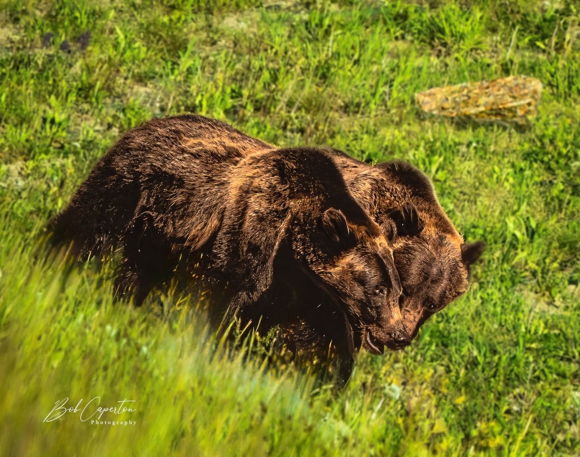 Brotherly Griz Scuffle - Grand Teton NP