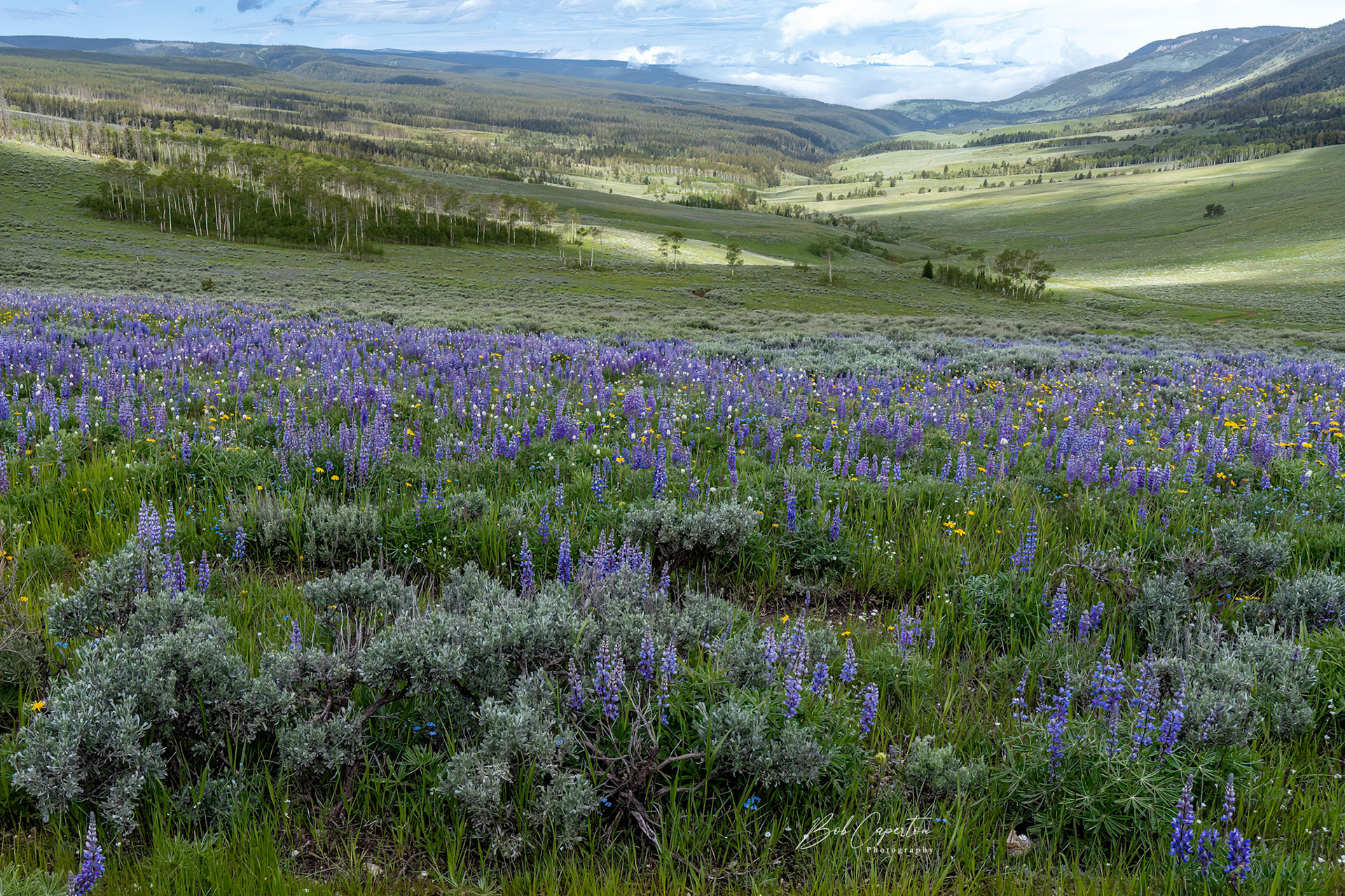 Freeze Out Point - Big Horn NF