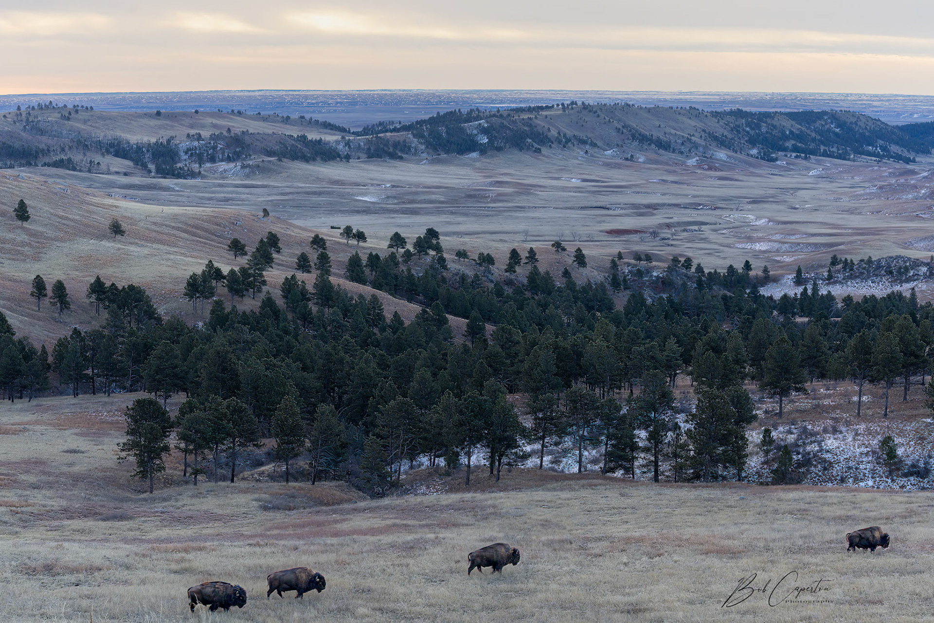 Bison With a View - Wind Cave NP