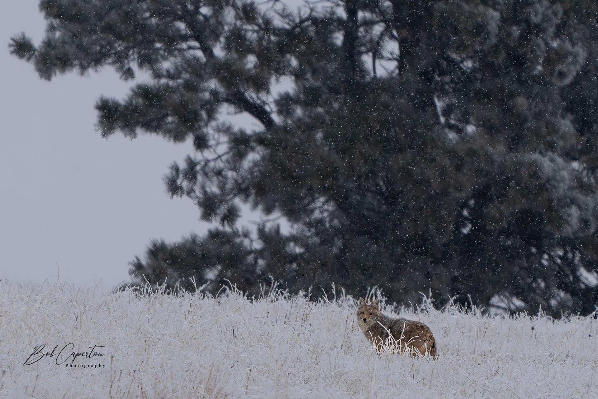Snowy morning - Custer State Park