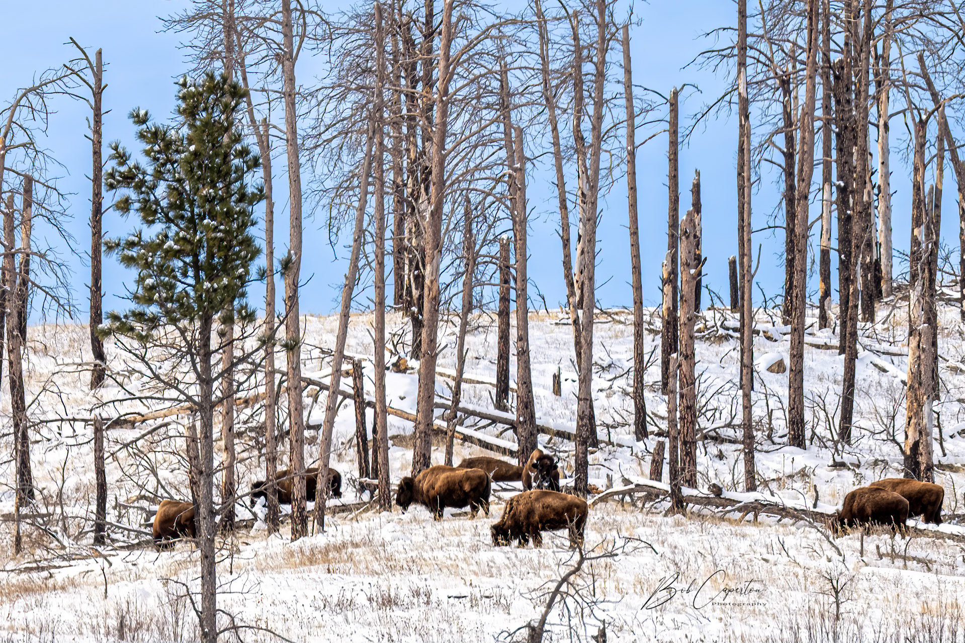Quiet Morning - Custer State Park