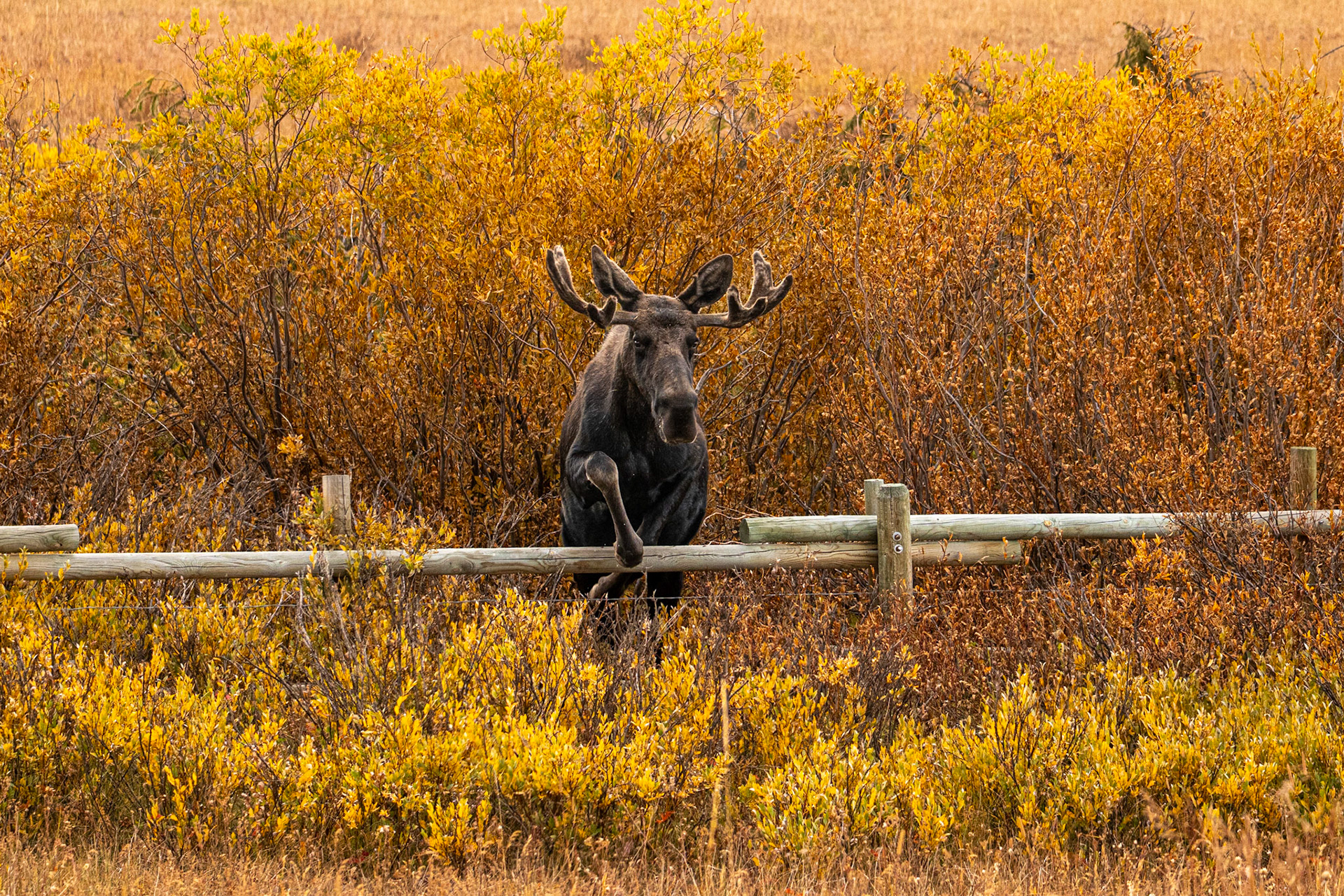 Up & Over - Bighorn National Forest, WY
