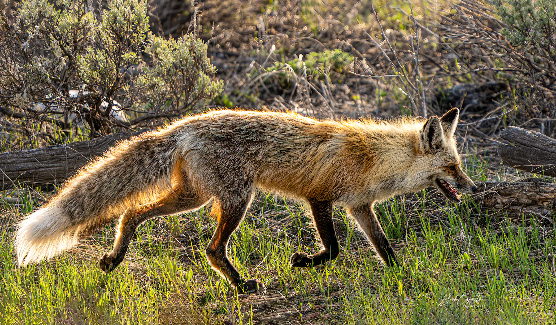 Sunny Fox - Grand Teton NP