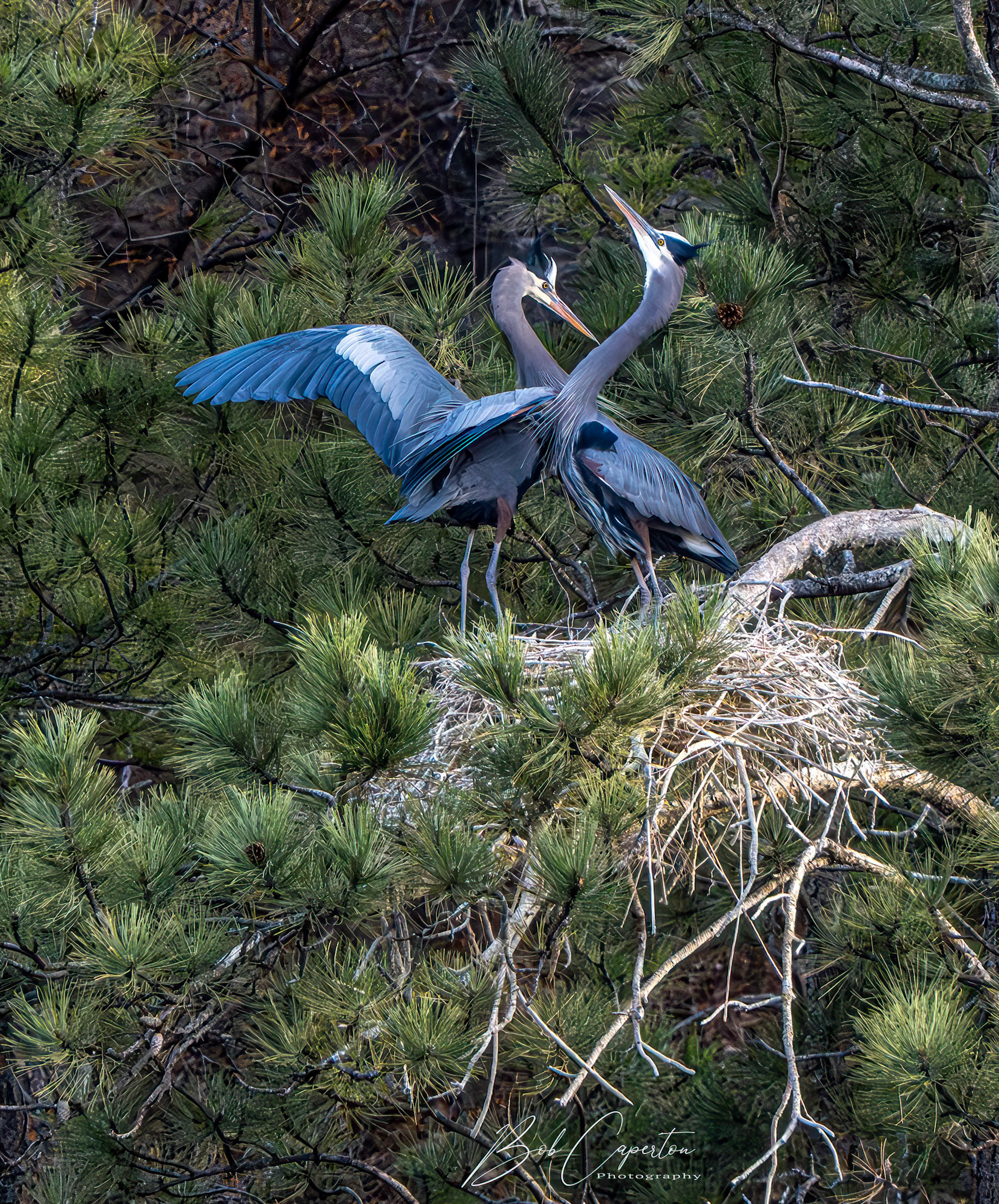 Love Is In the Air - Black Hills NF