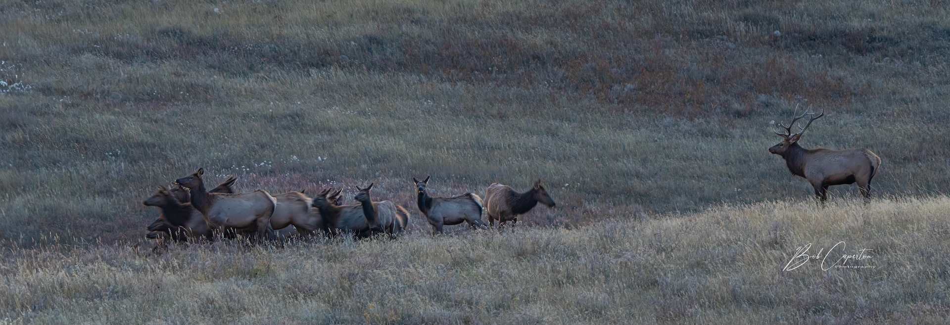 Keep It Moving Ladies - Custer State Park