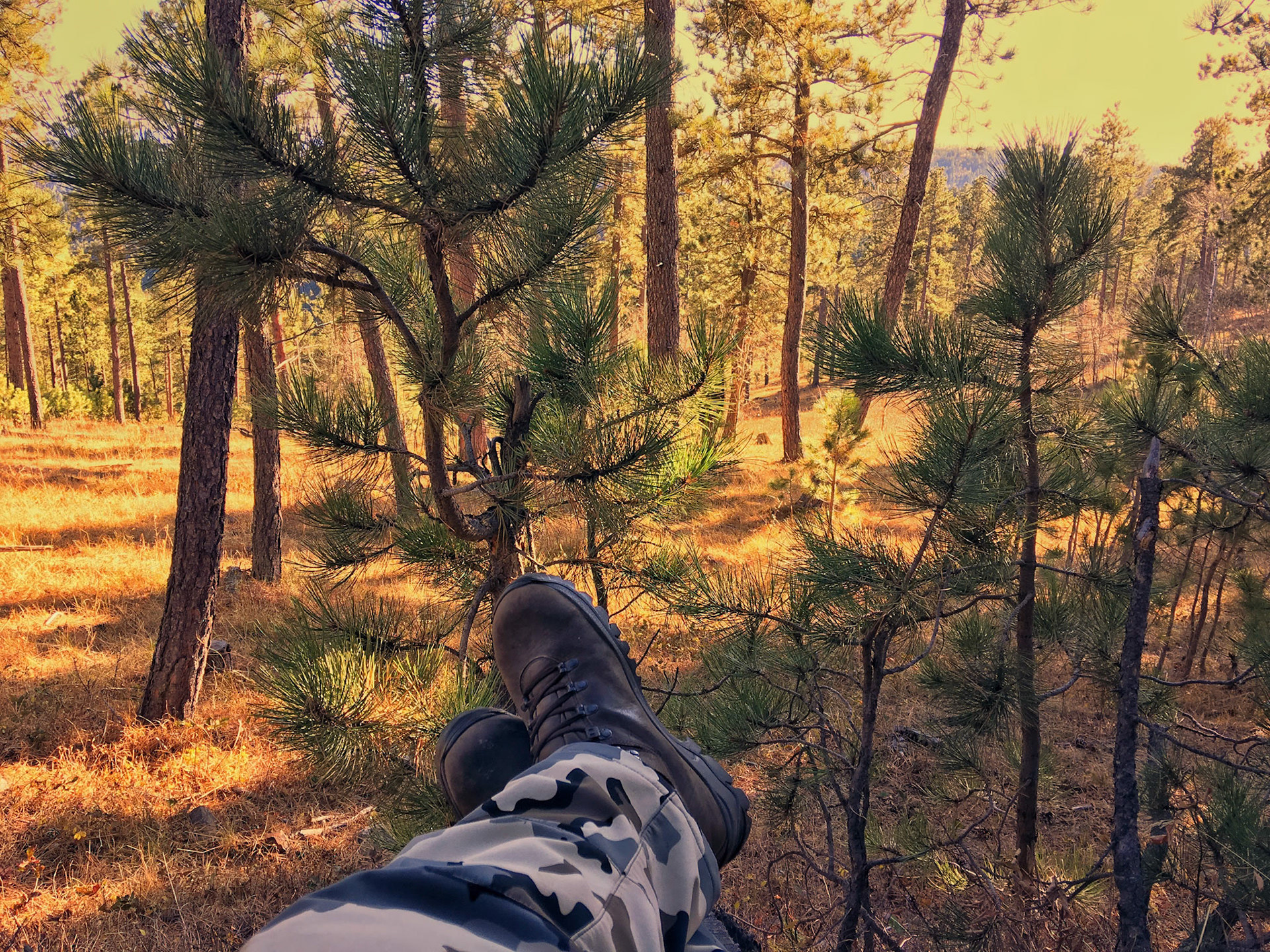 Boots View - Elk Are Screaming - Black Hills NF