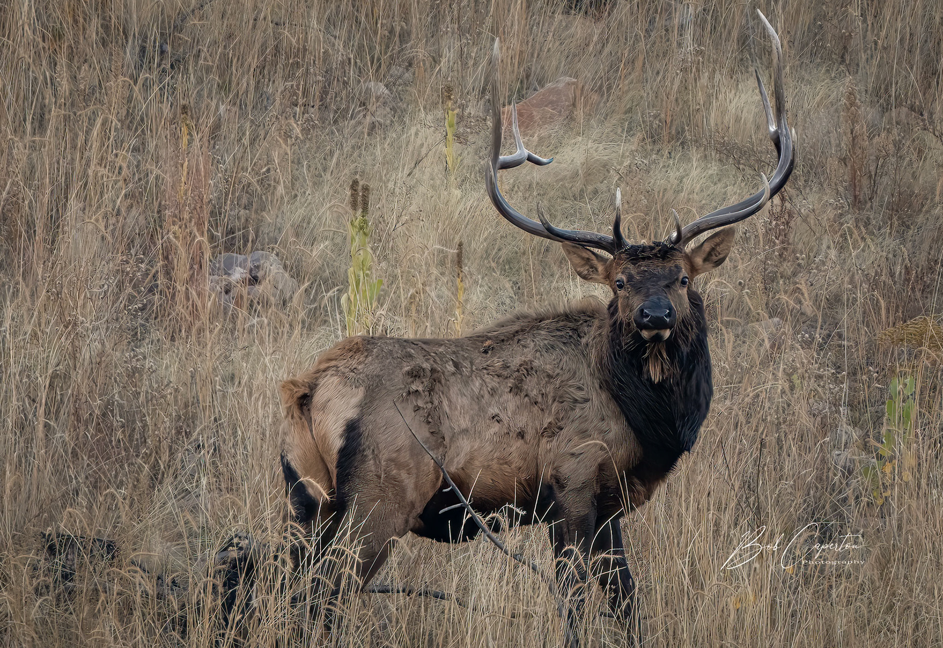 Morning Bull - Custer State Park
