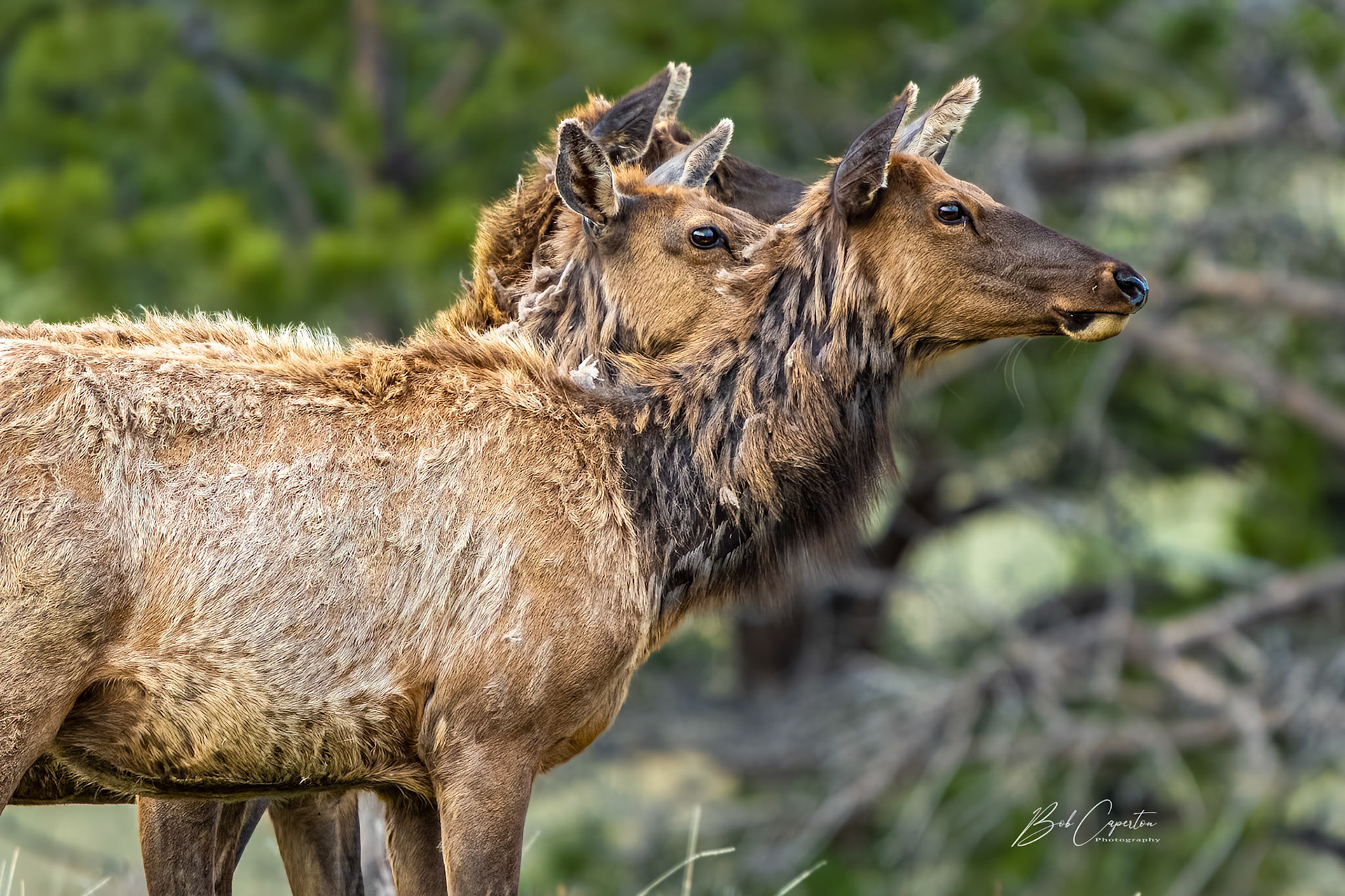 Nursery Guards Spot a Coyote - Custer State Park