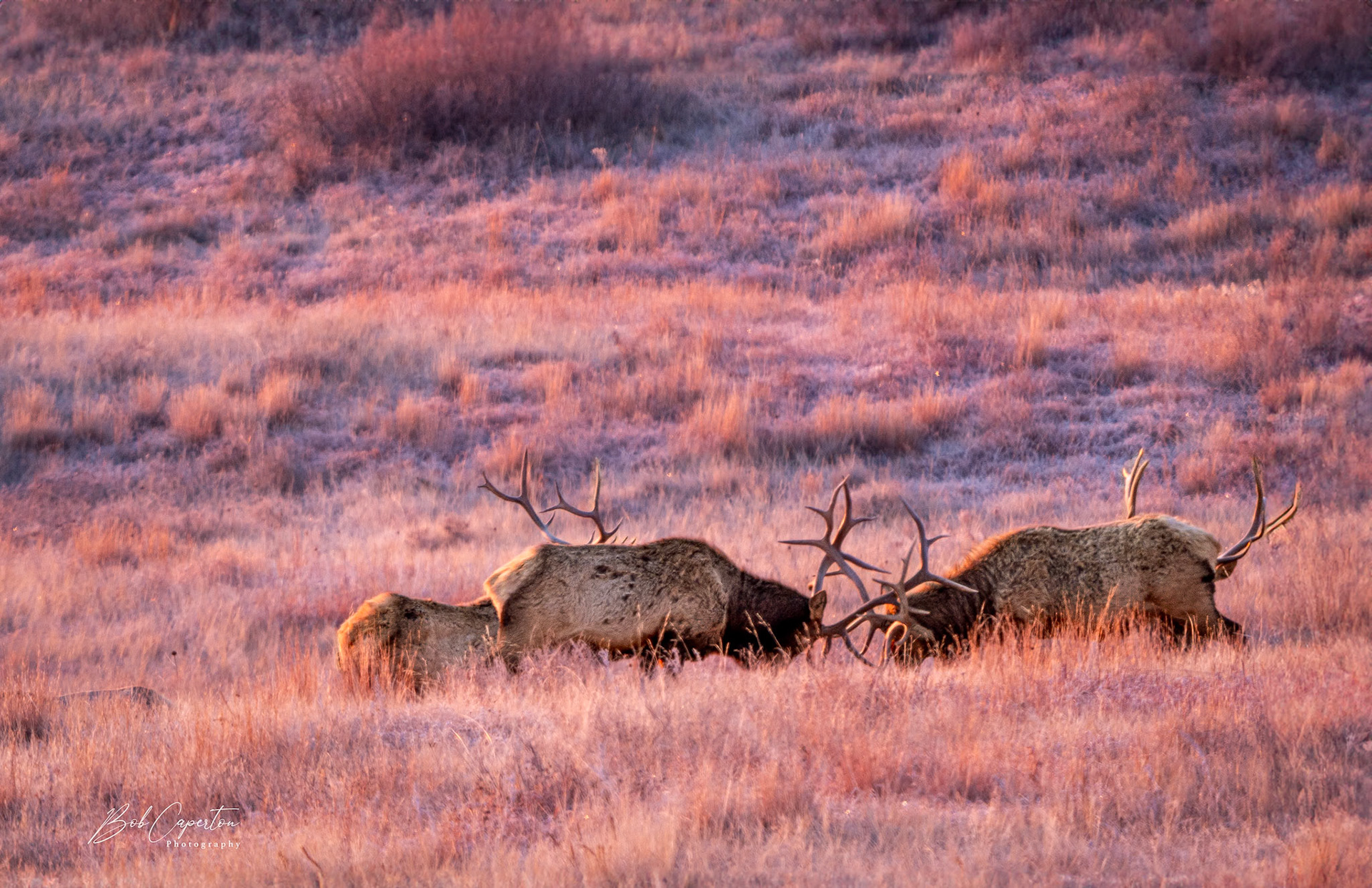 Sparring Bulls - Wind Cave NP