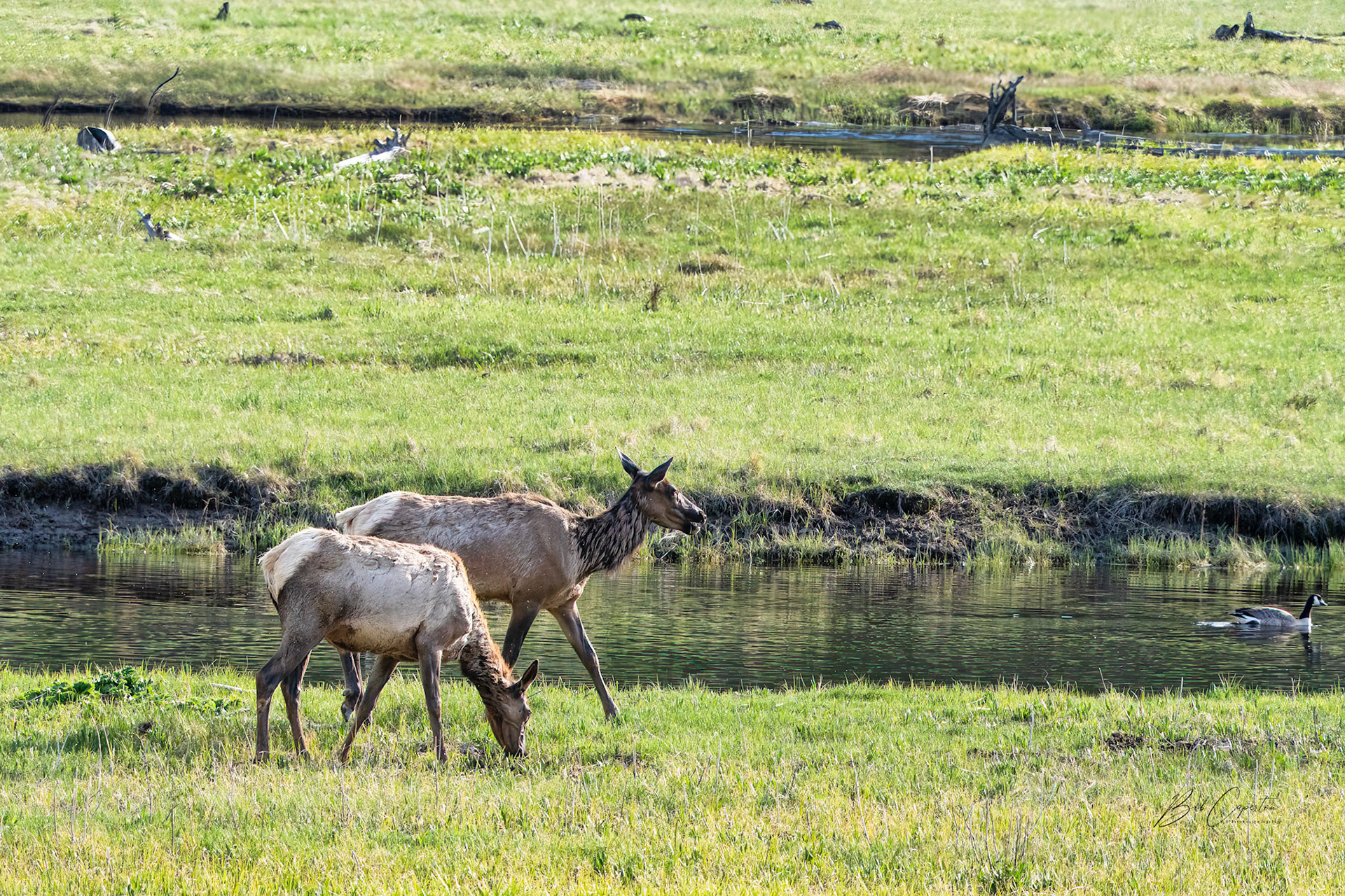 Evening Stroll - Yellowstone NP