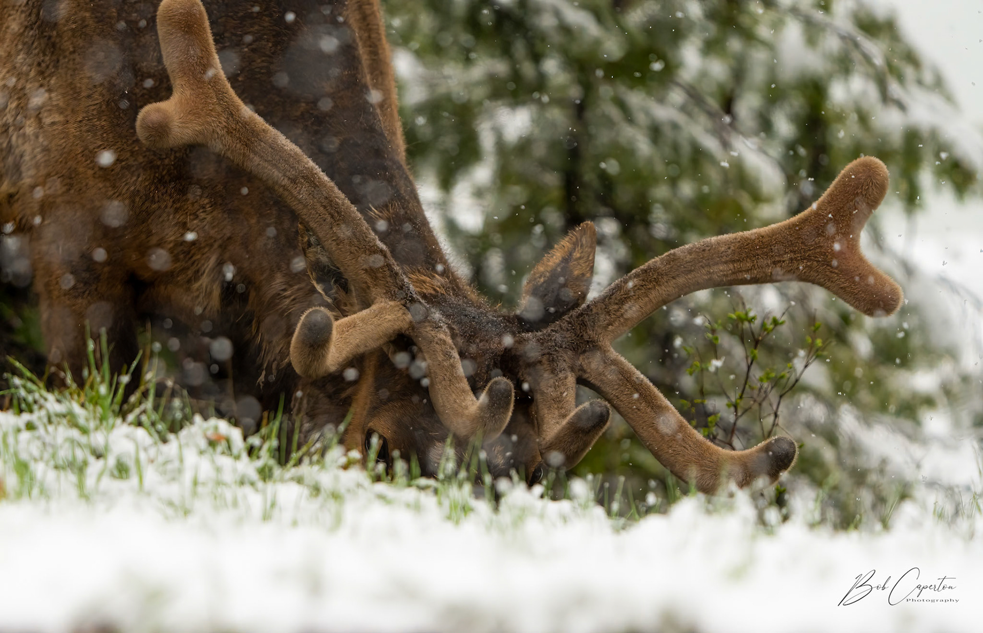 Spring Snow View - Rocky Mountain NP