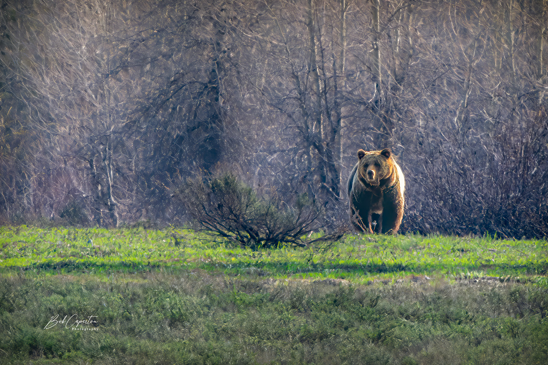 Coming In! - Yellowstone NP